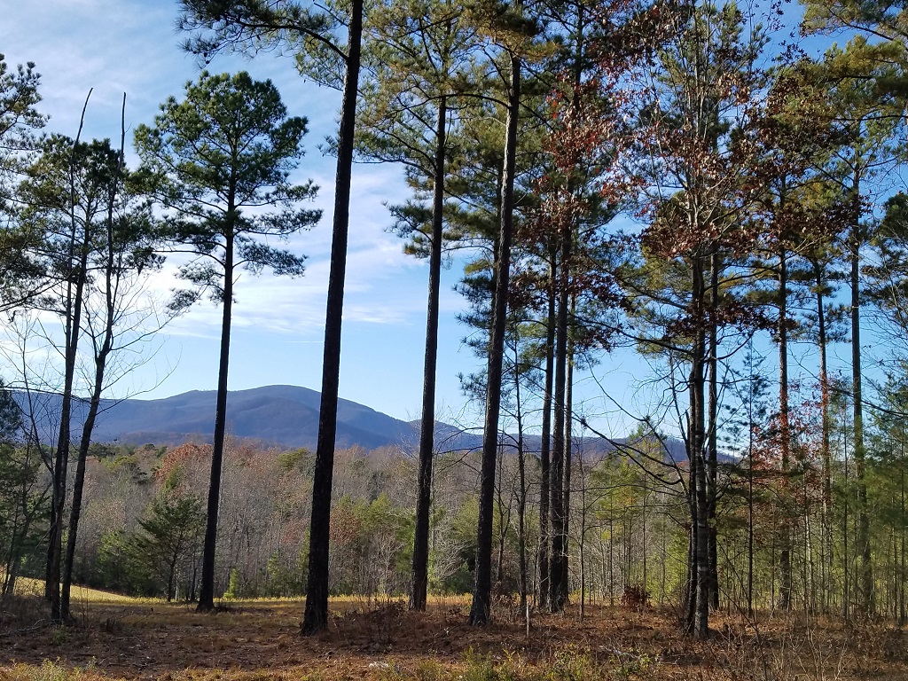 0 loblolly lane, mill spring, nc Mill spring North Carolina 28756